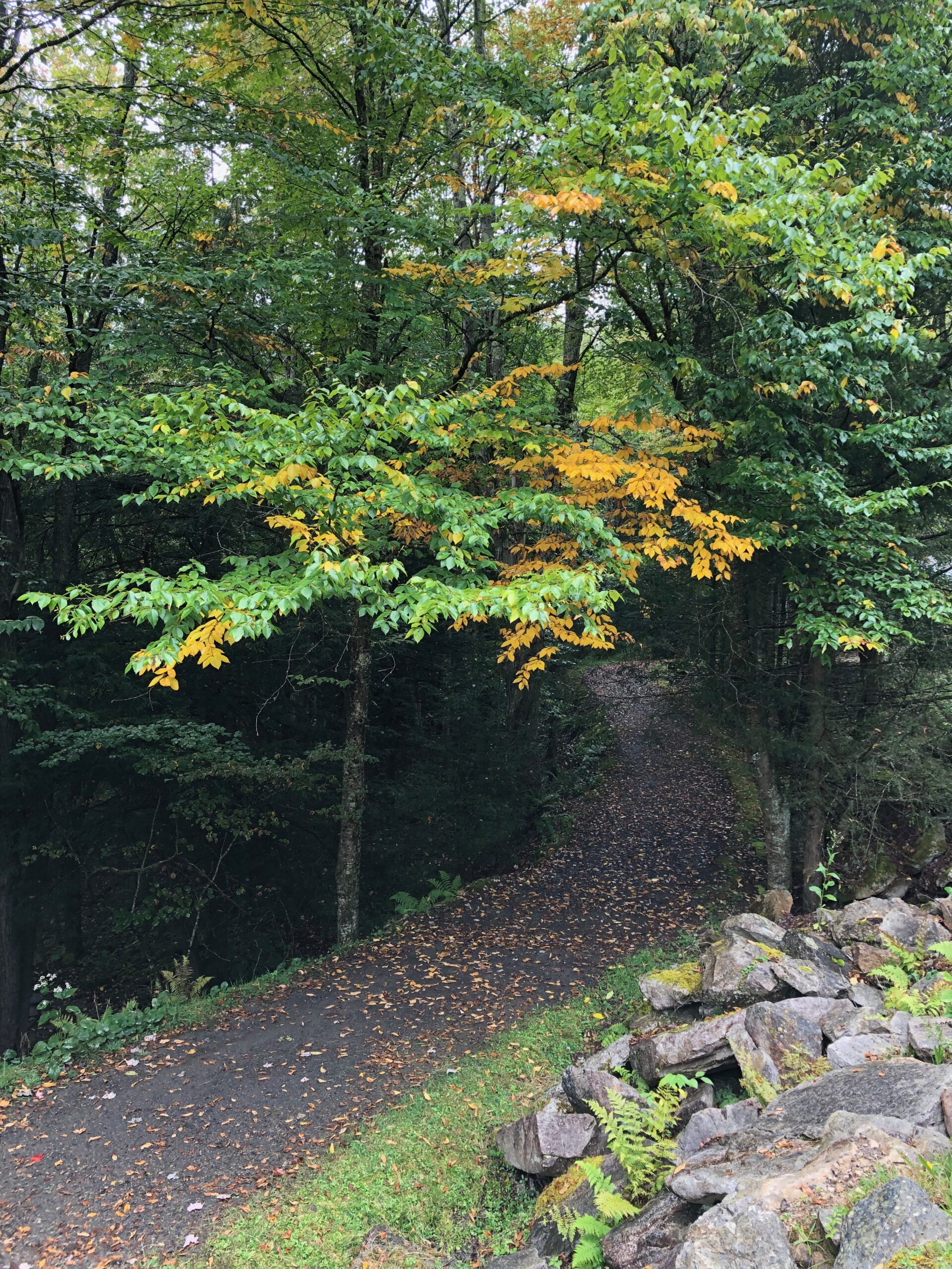 Seasons are changing Leaf Peeper festival and Run for it Heart of